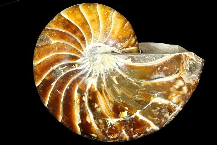 Polished Fossil Nautilus - Madagascar #113536